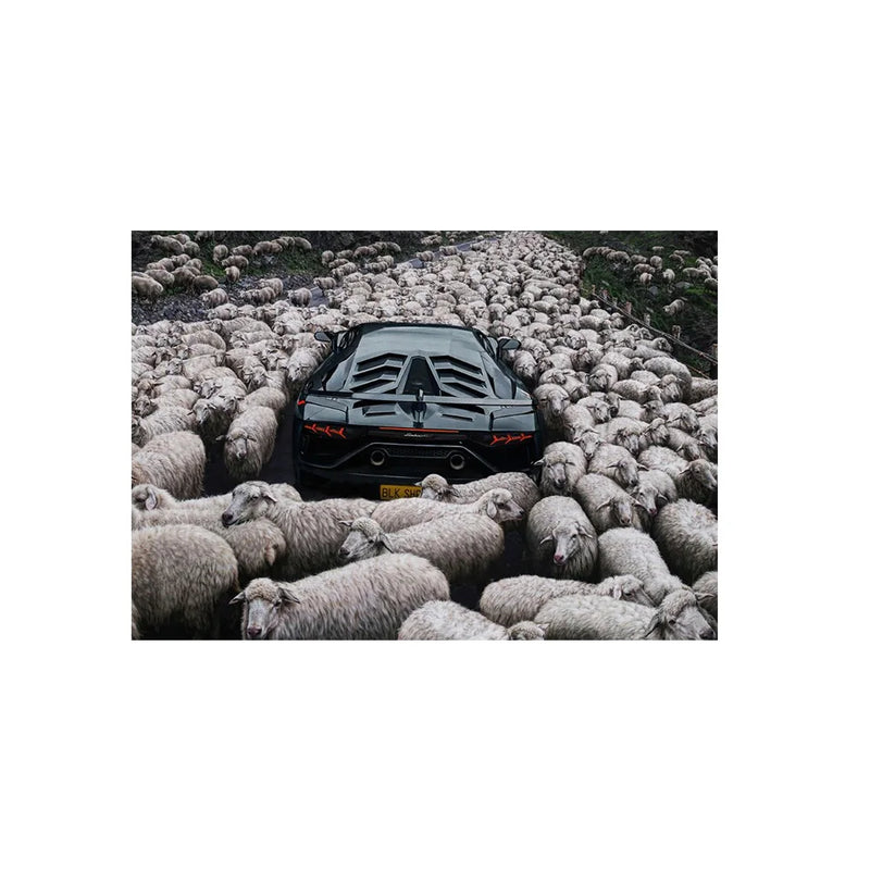 Quadro Decorativo Canvas – Ovelha Negra / Pomba / Carro no Rebanho – Arte Minimalista Moderna para Parede