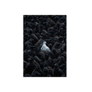 Quadro Decorativo Canvas – Ovelha Negra / Pomba / Carro no Rebanho – Arte Minimalista Moderna para Parede